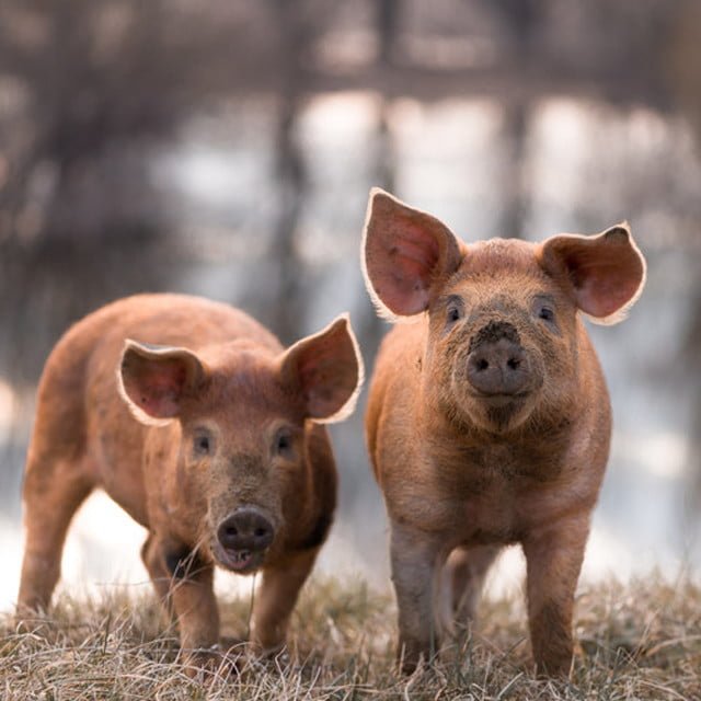 happy-pigs
